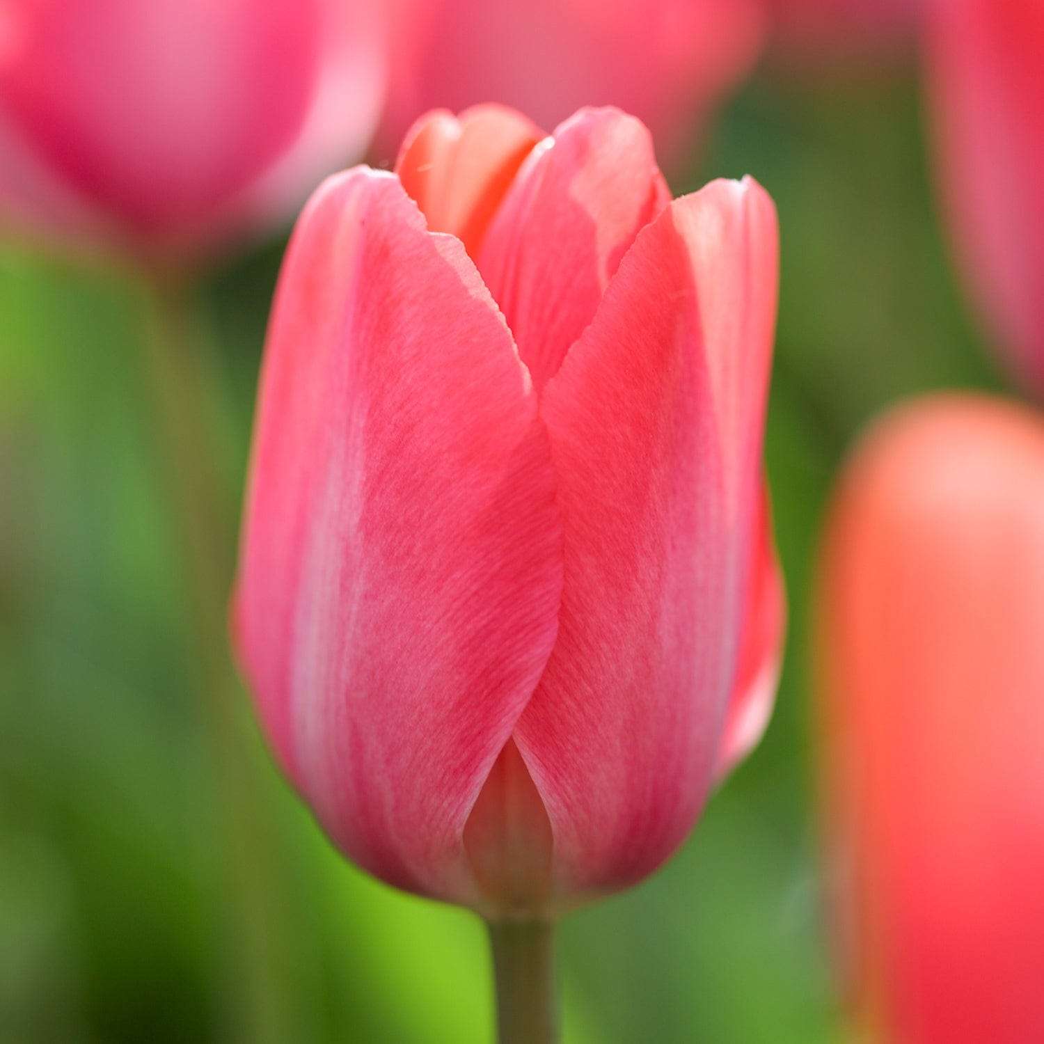 Tulipe 'Van Eijk'